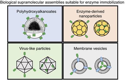 Bioengineered Polyhydroxyalkanoates as Immobilized Enzyme Scaffolds for Industrial Applications